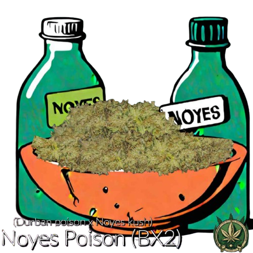 Noyes Poison